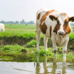 Happy Dutch cows in the meadow - lovethenetherlands.com