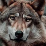 Return of the wolf in the Netherlands - lovethenetherlands.com
