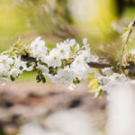 Stunning blossom in the Netherlands - lovethenetherlands.com