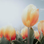 Famous agricultural goods from the Netherlands - lovethenetherlands.com